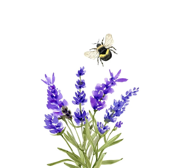 Strauß Mit Violetten Lavendelblüten Und Insekt Hummel Aquarell Illustration Auf — Stockfoto