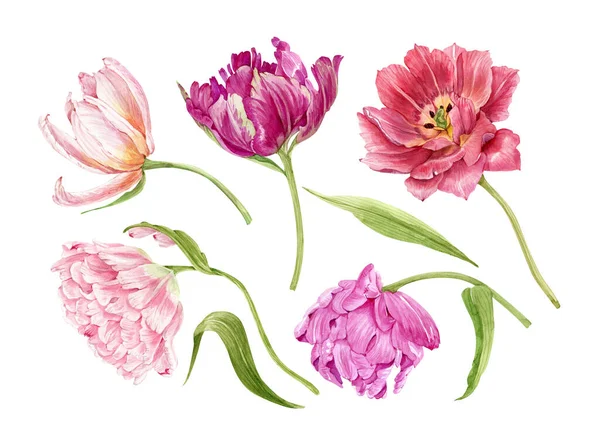 Набор Разноцветных Цветов Тюльпанов Крупным Планом Иллюстрация Акварели — стоковое фото