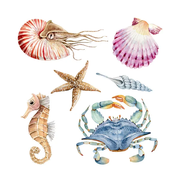 一套海洋风格的水彩画 贝类和海马 白底手绘 — 图库照片
