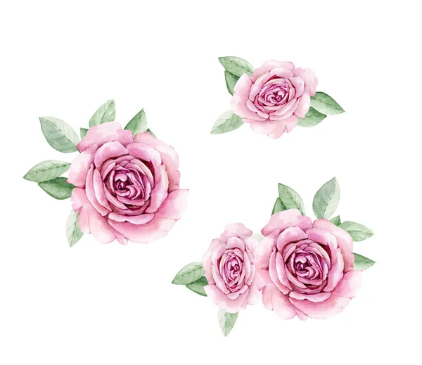 Ботанічний Набір Акварельними Трояндами Ізольовані Білому Тлі Рука Пофарбована Дизайн — стокове фото
