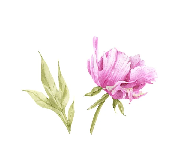 Ілюстрація Акварельної Рожевої Квітки Півонії Зеленим Листям Білому Тлі Ручна — стокове фото