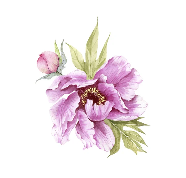 Иллюстрация Акварельного Розового Пиона Бутоном Белом Фоне Раскрашенного Вручную Свадеб — стоковое фото