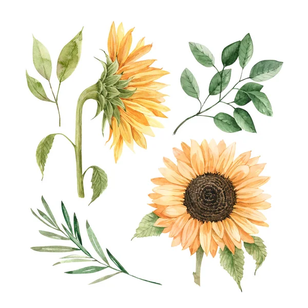 Uppsättning Akvarell Gula Blommor Solrosor Gröna Växter Och Blad Vit — Stockfoto