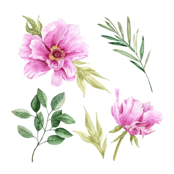 Ботанический Набор Акварелью Цветы Розовые Пионы Зеленые Листья Вручную Окрашены — стоковое фото