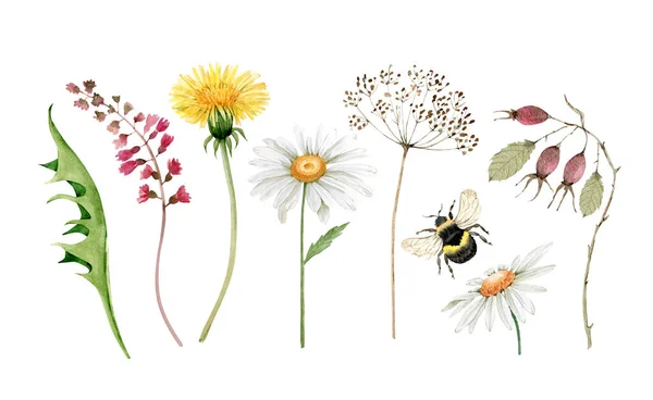 Aquarell Illustrationen Von Wiesenblumen Und Grünen Blättern Auf Weißem Hintergrund — Stockfoto
