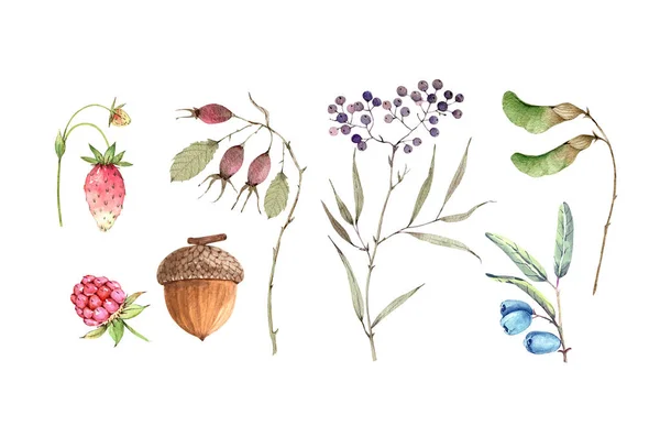 水彩画集植物森林植物和浆果 白底手绘 — 图库照片