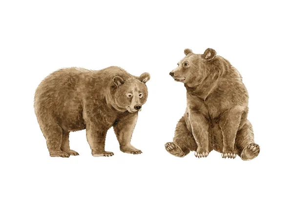 Acuarela Ilustración Oso Pardo Grizzly Pintado Mano Sobre Fondo Blanco — Foto de Stock