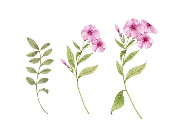Uppsättning Trädgård Rosa Blommor Och Blad Akvarellteckning Handmålad — Stockfoto