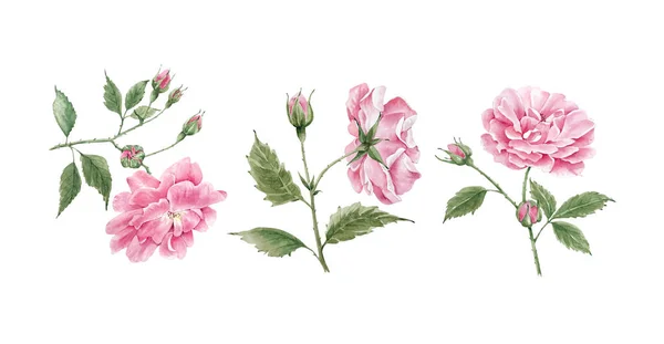 Набор Розовых Садовых Роз Белом Фоне Крупным Планом Акварель Иллюстрации — стоковое фото