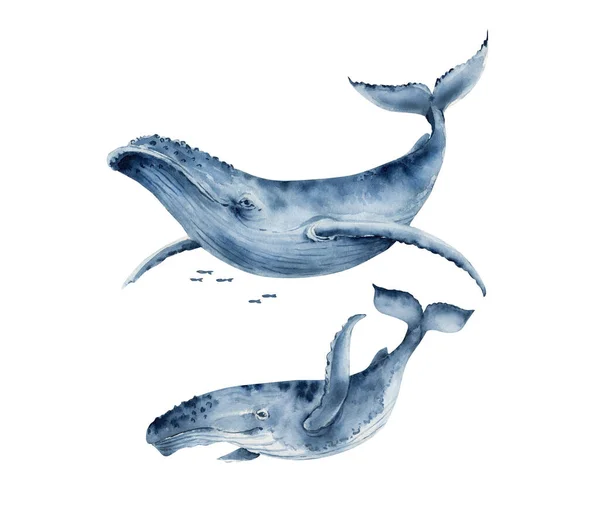 Aquarell Illustration Eines Großen Blauwals Hand Auf Weißem Hintergrund Gemalt — Stockfoto
