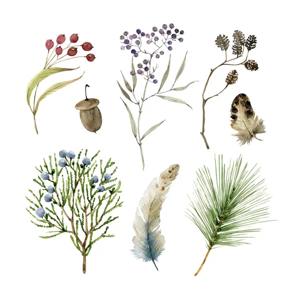 Set Acquerello Natura Illustrazioni Botaniche Foglie Verdi Rami Coni Motivi — Foto Stock