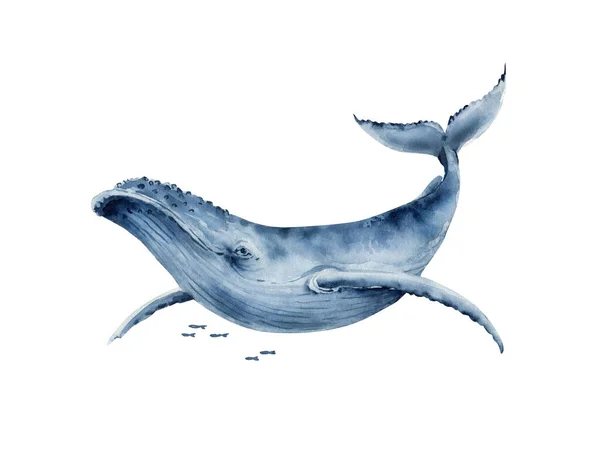 ภาพวาดส าของปลาวาฬส าขนาดใหญ วยม อบนพ นหล ขาว — ภาพถ่ายสต็อก