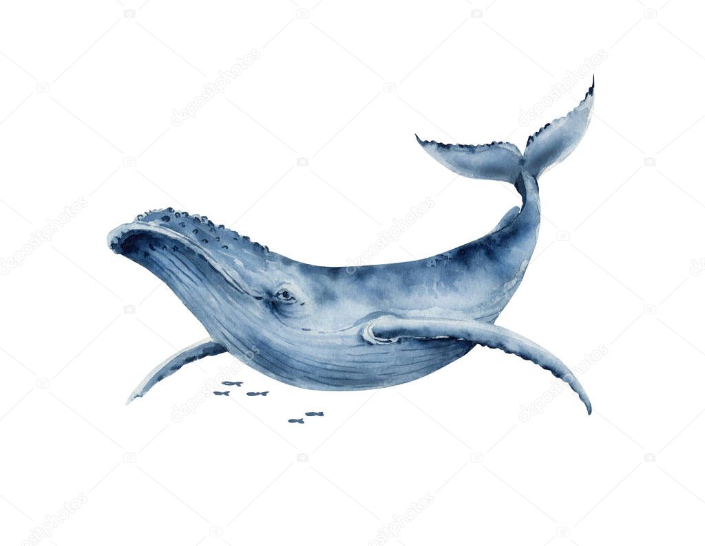 watercolor illustration of a big blue whale. hand painted on a white background.