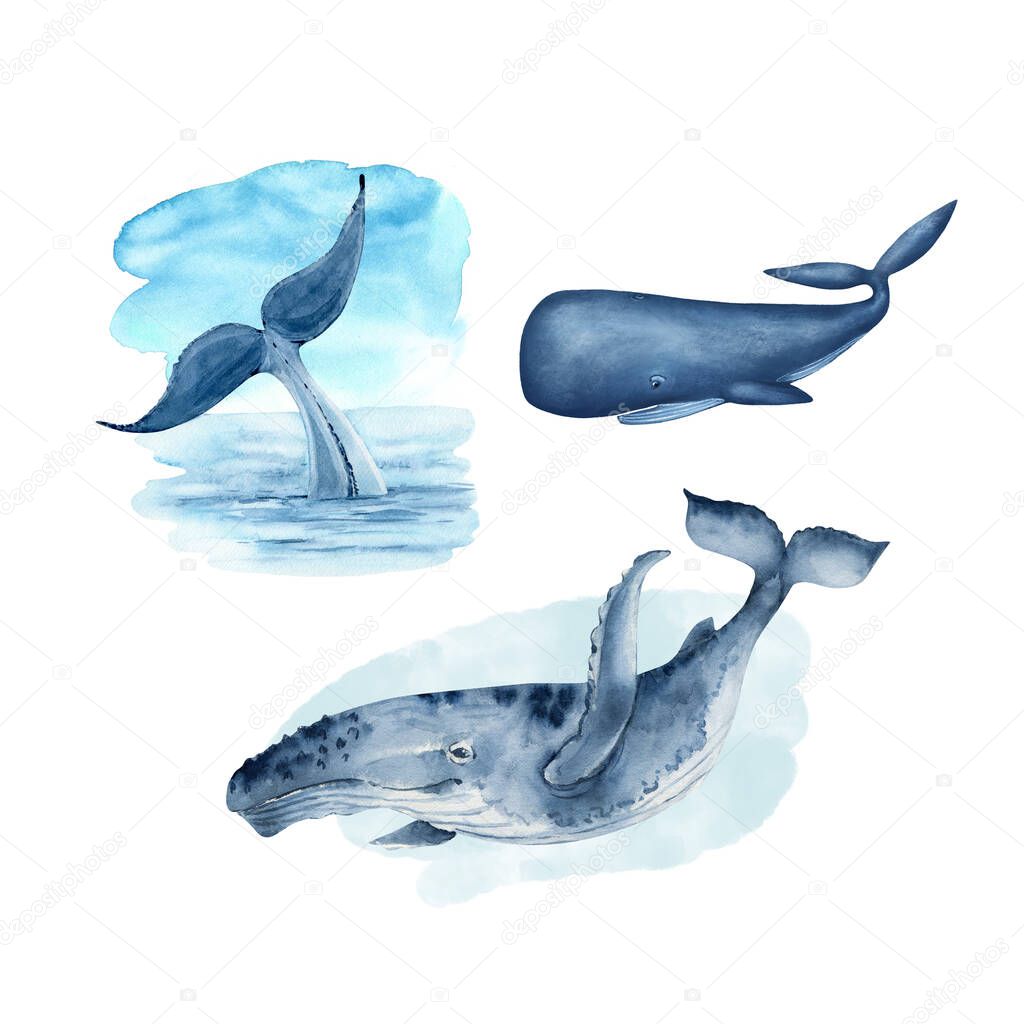 set of watercolor illustrations of a big blue whale. hand painted on a white background.