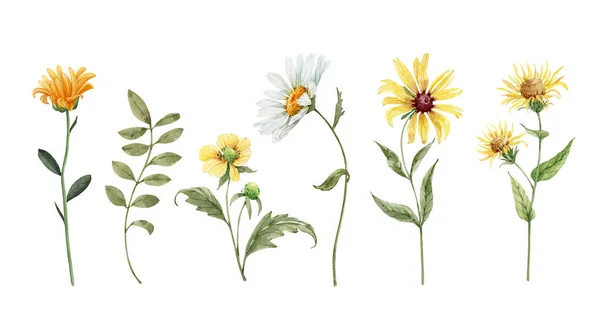 Набор Полевых Садово Желтых Белых Цветов Акварельный Рисунок Ручная Роспись — стоковое фото