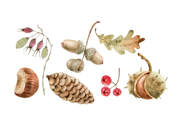 Botanische Herbst Aquarell Set Von Beeren Und Waldpflanzen Handbemaltes Aquarell — Stockfoto