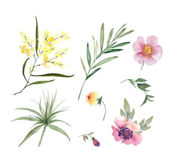 Set Botanico Fiori Piante Disegno Acquerello Dipinto Mano Sfondo Bianco — Foto Stock