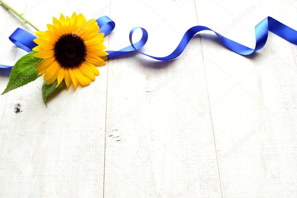 Sunflower with blue ribbon — Stock Photo © yonibunga 73015749