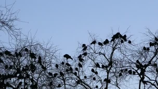 Vogels vliegen uit de buurt van de boom — Stockvideo