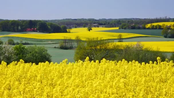 Campo de colza amarelo — Vídeo de Stock