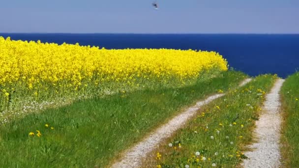 Campo de colza amarelo — Vídeo de Stock