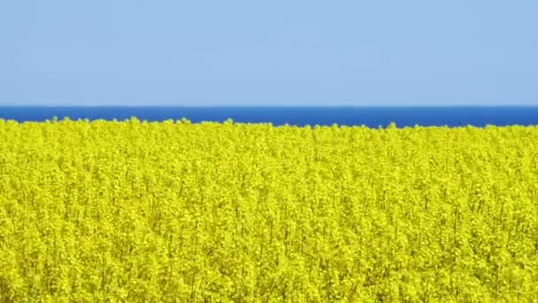 Campo de colza amarilla en primavera — Vídeo de stock