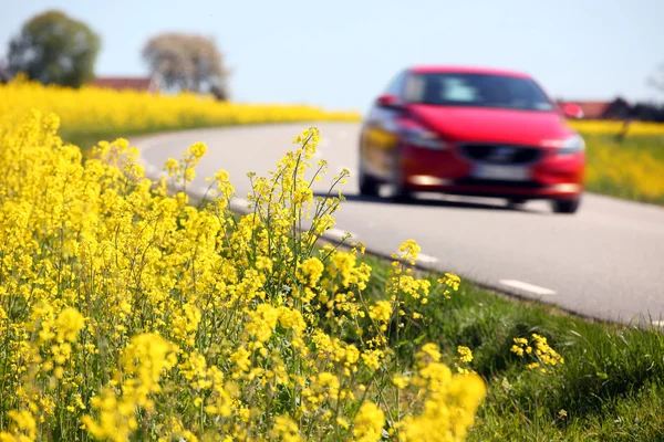 Sárga repce mezők és egy piros autó, Svédország — Stock Fotó