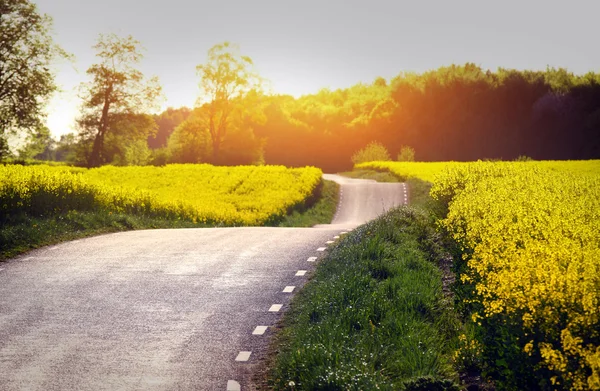 Geel koolzaad veld — Stockfoto