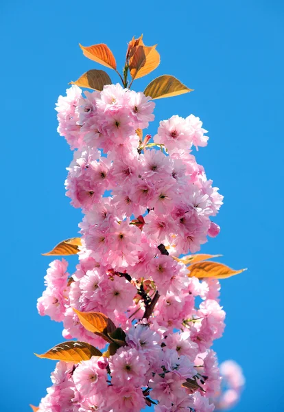 Cherry blossom agains a blue sky — Stock Photo, Image