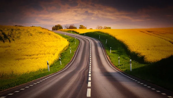 Yellow rapeseed field and a emty road — Stock Photo, Image