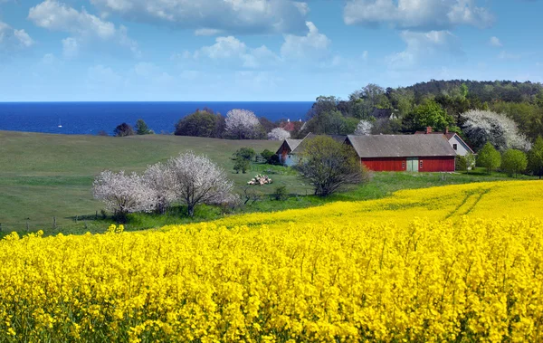 Campo de colza amarelo contra um céu azul na primavera — Fotografia de Stock