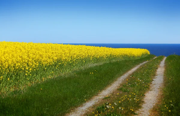 Yellow rapeseed field — Stock Photo, Image