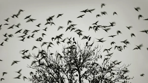 Ptáci letí pryč — Stock fotografie