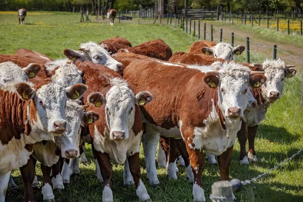 Herd Cows Summer Green Field South Sweden — Stock Photo, Image