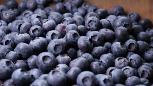 Frisch Gepflückte Blaubeeren Aus Nächster Nähe — Stockvideo