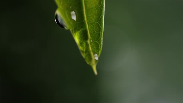 Vatten Droppe Gröna Löv — Stockvideo