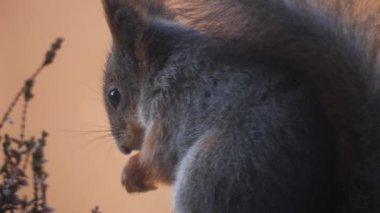 Şirin gri ve kırmızı sincabın yakın çekimi