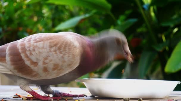 Pigeon Eating Grain Close — Stock Video
