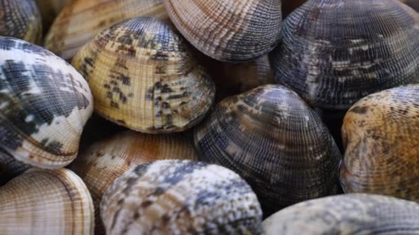 Amêijoas Frescas Cruas Conchas Vongole Mercado — Vídeo de Stock