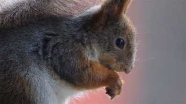 Şirin gri ve kırmızı sincabın yakın çekimi