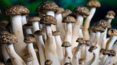 Kahverengi Shimeji mantarı, kapa çeneni.