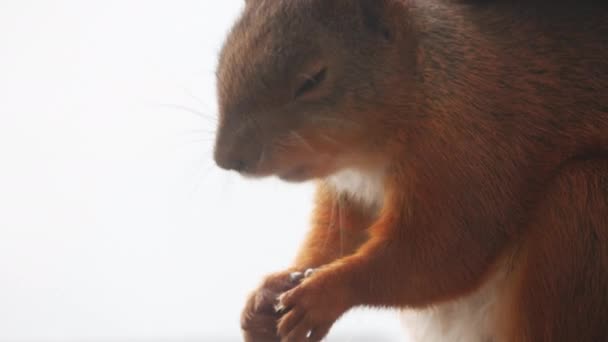 Ardilla Comiendo Nuez Cerca — Vídeo de stock