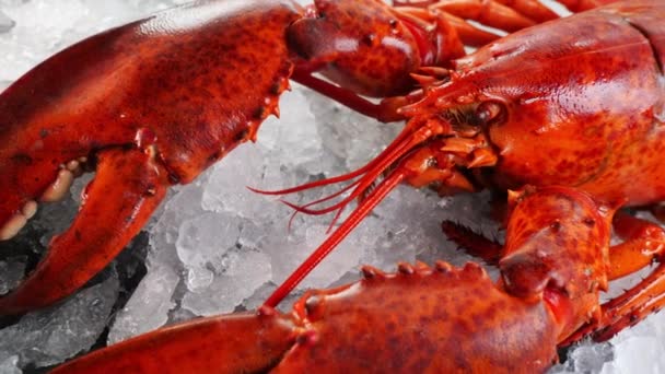 Lobster Atas Tutup — Stok Video