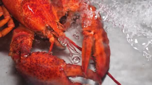 Langosta Roja Agua — Vídeos de Stock