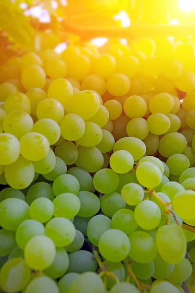 Ripe grape ready for harvest — Stock Photo, Image