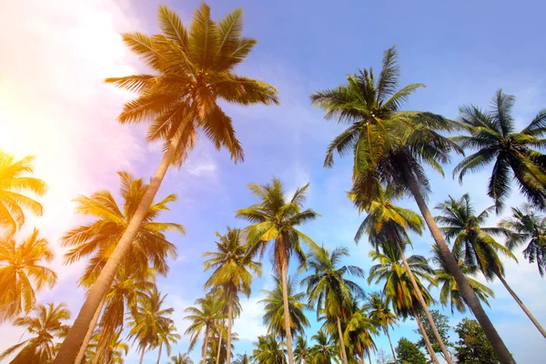 Palm tree and sunset — Stock Photo, Image