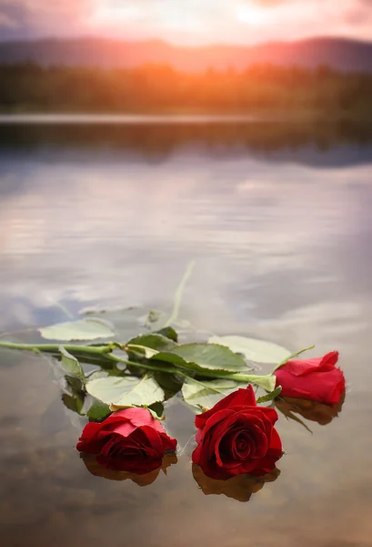 Rose on the water — Stock Photo, Image