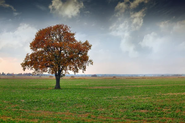 Träd på en äng — Stockfoto