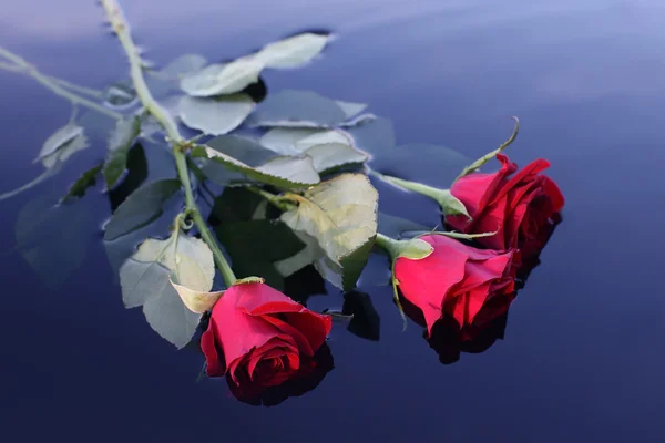Roses sur l'eau — Photo