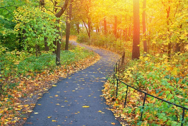 Herfst boom — Stockfoto